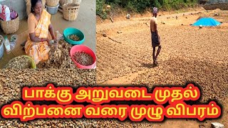 How to make Betel nut Tamil  Betel nut cultivation in Tamil  Betel Nut Business ideas in tamil [upl. by Ced]