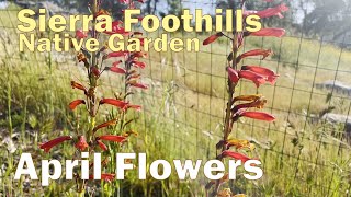 Spring Is Here California Native Plants Blooming in April  Sages Penstemons Poppies and More [upl. by Ettelliw]