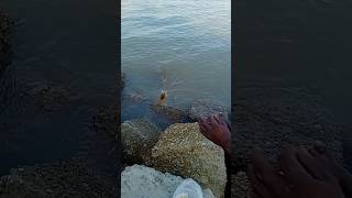 নদী থেকে চিংড়ি মাছ ধরার অসাধারণ দৃশ্য। shrimp fishing [upl. by Anglim247]