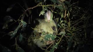 Fuchskusu  Brushtailed Possum Trichosurus vulpecula [upl. by Ahsenrad]