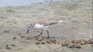 Rednecked Stint Calidris ruficollis [upl. by Browning522]