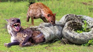 OMG Hyenas Herd Rescue Baby From Python Constricting  1002 Animals [upl. by Aihsal]