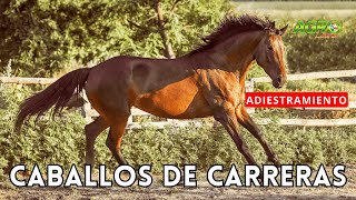 CABALLOS DE CARRERA Caballos Criollos de Vaquería [upl. by Ordnajela]