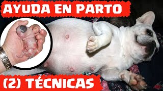 🛑Como Ayudar a Parir a una Perrita ⏩2 Secretos que Facilitan el Parto y Evitan Complicaciones✅ [upl. by Claudelle307]