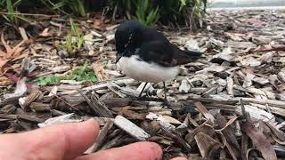 A Tame Wild Willie Wagtail [upl. by Nuy]