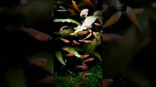 Beautiful aquarium fishes 🐠 fishpot fish shortvideo shorts [upl. by Simara]