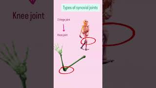 Types of synovial joints [upl. by Telracs890]