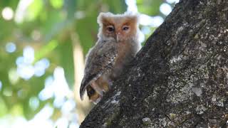 Philippine scops owl [upl. by Radack]