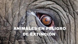 Animales en Peligro de Extinción 2024 🌍🦁  Conoce los 18 Más Amenazados MINI DOCUMENTAL [upl. by Ettigirb262]