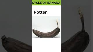 Learn English with the Banana Life Cycle shorts banana [upl. by Ramirol457]