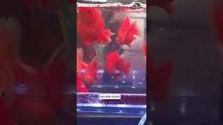 Ikan Mas Koki Ryukin Merah jangkauanluas jenisikanhias aquarium aquascape viral fyp shorts [upl. by Noicpecnoc48]