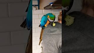 Papuga ara ararauna macaw parrot [upl. by Emyle]