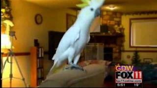 cockatoo dances to gaga [upl. by Scarito]