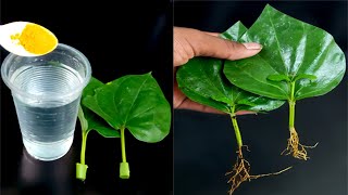 How To Grow Betel leaf Plant From Leaf  How To Grow Betel Leaves Paan Plant From Single Leaves [upl. by Alyse]