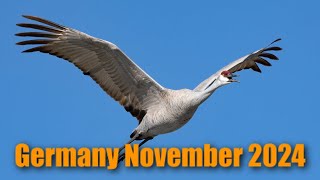 Sandhill Crane Germany November 2024 [upl. by Zetrok]