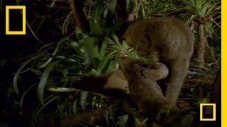 What In the World Is a Kinkajou  National Geographic [upl. by Light677]