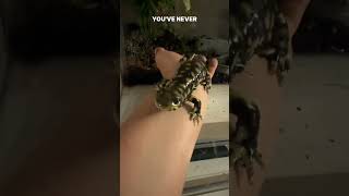 No salamanders were harmed in the making of this video salamander salamanders amphibian [upl. by Nolasba]