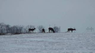 Whitetail Deer Cervidae Odocoileus virginianus Grouping Behavior [upl. by Airretal339]