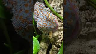 How to Tame my Tokay Geckos Lizard Feeding Video shorts [upl. by Caswell]