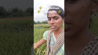 Vari motham padipoindhi trdingshorts agriculture viralvideo sivachilukuri799 [upl. by Mattheus108]