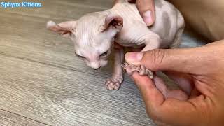 Sphynx Kittens toe cleaning and cuts nails [upl. by Einhapets]