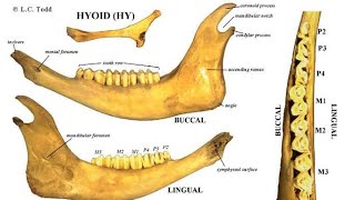 Mandible bone Anatomy of Ox and Horse [upl. by Boarer]