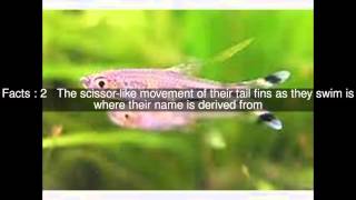 Scissortail rasbora Top 6 Facts [upl. by Otokam915]