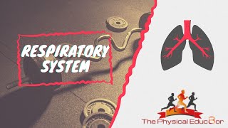 Physical Educ8or IB SEHS Respiratory System [upl. by Nevag]