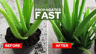 How To Propagate Aloe Vera Fast [upl. by Nnaycnan]