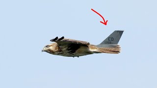 Why birds dont use a vertical fin  Birds vs Airplanes the vertical stabilizer [upl. by Sharp]