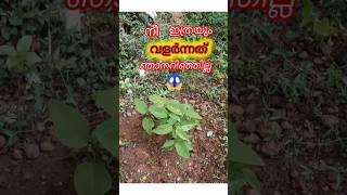 successfully grow seethappazham seed 😍❤️ zainshaanworld [upl. by Dopp469]