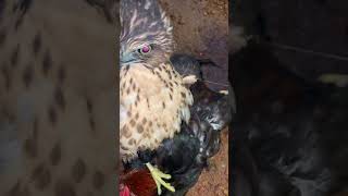 crested goshawk training 😨 [upl. by Laden]