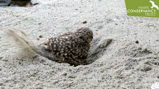 Sidewinder the Burrowing Owl is burrowing [upl. by Valeria872]