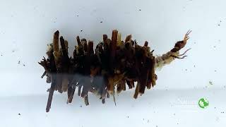 Caddisfly Larvae  Nature Near You [upl. by Noir]