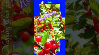 Beautiful Red Cherries  Nanking Cherry amazing wow nature cherry fruit youtube shorts [upl. by Jacquetta]