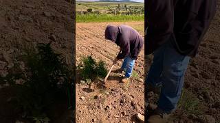 Asadoneando la huerta parati soyderancho agricultura elrancho fruticultura [upl. by Aundrea559]