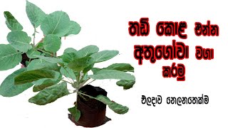 Growing chines kale  වස විස නැතිව කොලගෝවා වවමු  kola gowa wagawa [upl. by Marcellina]