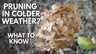 ✂ What to Know When Pruning Panicle Hydrangeas In Colder Weather  SGD 251 ✂ hydrangeas pruning [upl. by Schuh880]