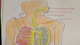 Diagram of Human Respiratory System [upl. by Hachmann]