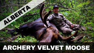 Alberta Archery Velvet Moose [upl. by Bautista]