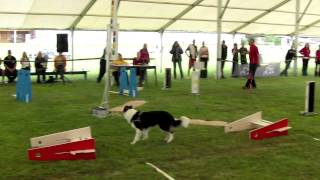 flyball crash on Czech flyball championship 2012 [upl. by Sumedocin256]