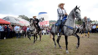 😍 CABALLOS BAILADORES EN LA CABALGATA SURUTATO [upl. by Amrita]