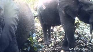 Forest Elephants Loxodonta cyclotis [upl. by Mimajneb673]