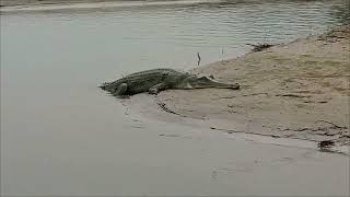 Gharial Gavialis Gangeticus Gavial amp Fish eating Crocodile [upl. by Onyx400]