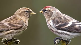 REDPOLLS  Guide to the ID of British Garden Birds No4 [upl. by Annia]