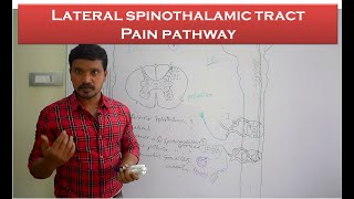 Lateral spinothalamic tract Pain pathway Ascending tracts Anatomy amp physiology simplified [upl. by Adlih]