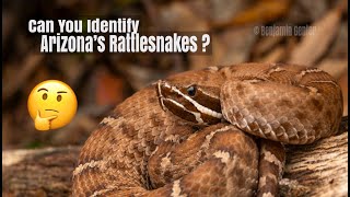 Identify the Rattlesnakes of Arizona [upl. by Lechner236]