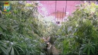 7000 m2 de plantations de cannabis dans les soussols de Rome [upl. by Suirrad261]