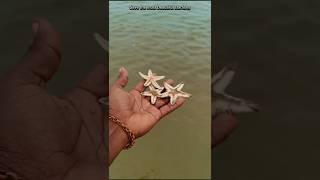 world saved most beautiful starfish returned to their sea beach  shorts sea starfishtrending [upl. by Wildon]