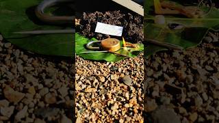 blackturmeric Kalihaldi karuppumanjal Karumanjal Nallapasupu blueturmeric plant 9325837843 [upl. by Viking]